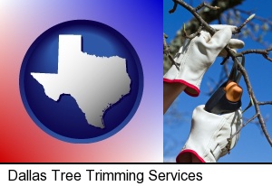 Dallas, Texas - a tree being trimmed with pruning shears