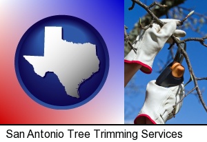 San Antonio, Texas - a tree being trimmed with pruning shears