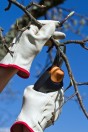 a tree being trimmed with pruning shears