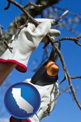 california map icon and a tree being trimmed with pruning shears