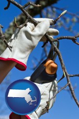massachusetts map icon and a tree being trimmed with pruning shears